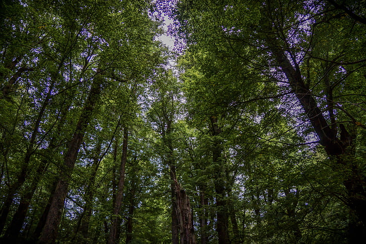 rừng, cây, Thiên nhiên, Niu Di-lân, màu xanh lá cây, gỗ, môi trường