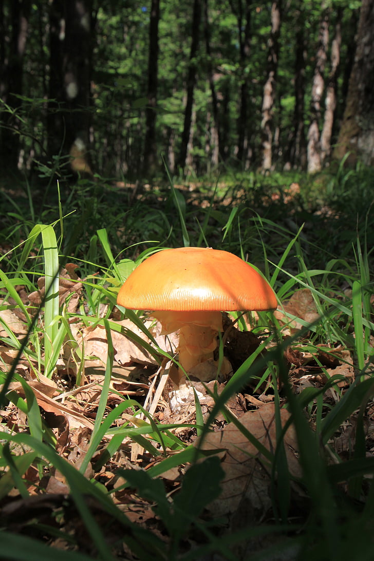 mushroom, fungus, natural, healthy, fresh, fungi, raw