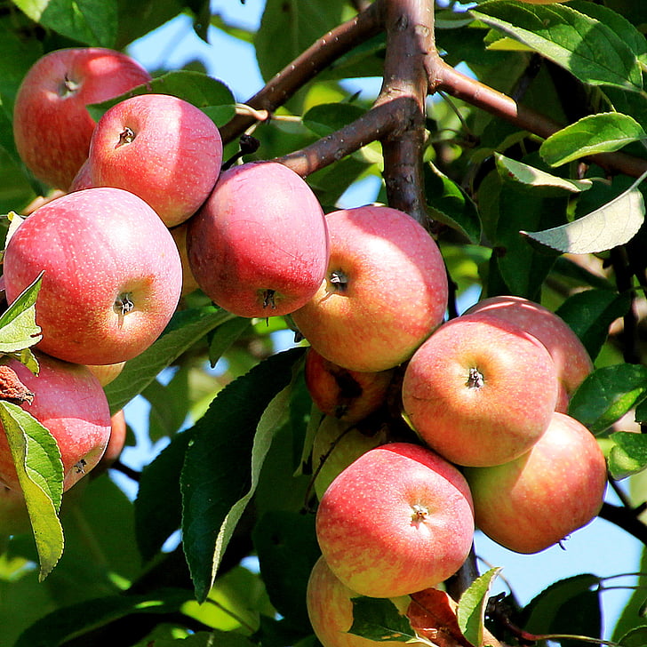 リンゴの木, 支店, アップル, 赤, フルーツ, 自然, アップル - フルーツ