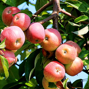apple tree, branch, apple, red, fruit, nature, apple - Fruit