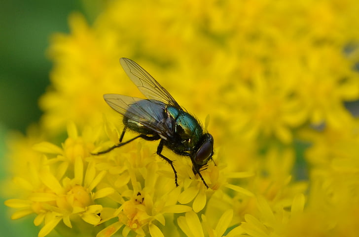 nature, plant, bug, fly, yellow, food, pollen