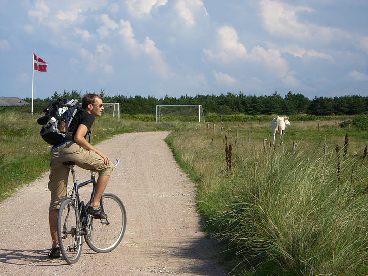 bike, meadow, man, cow, denmark, bike ride, cycle