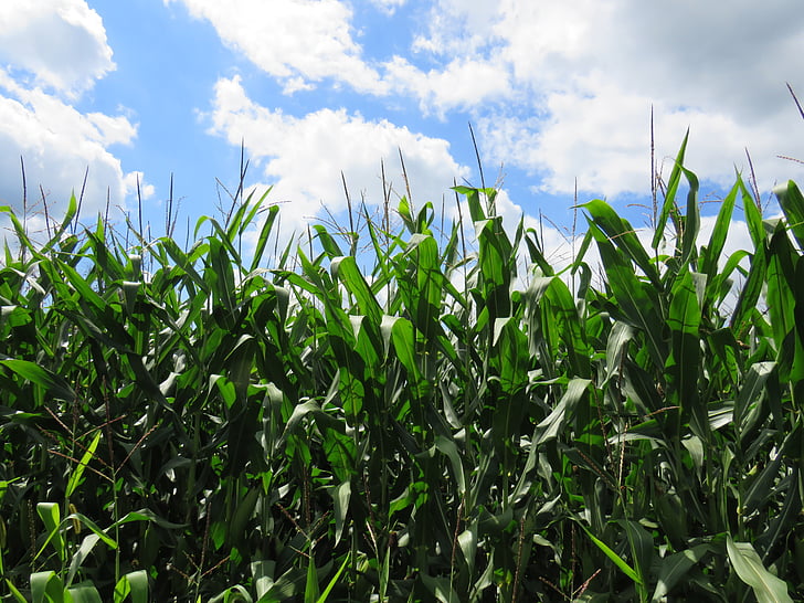 kukorica, Wisconsin, mezőgazdaság, Farm, termés, takarmány, ország