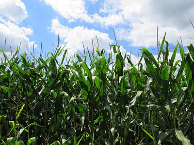 царевица, Уисконсин, Селско стопанство, ферма, изрязване, емисия, страна