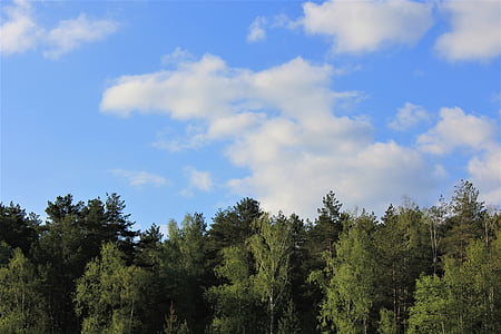nebo, šuma, priroda, plavo nebo, oblaci