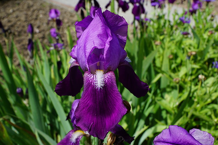 Iris, bunga, Blossom, mekar, biru, alam, ungu