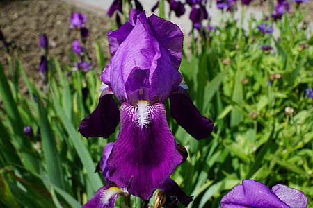 Iris, Blume, Blüte, Bloom, Blau, Natur, dunkel violett