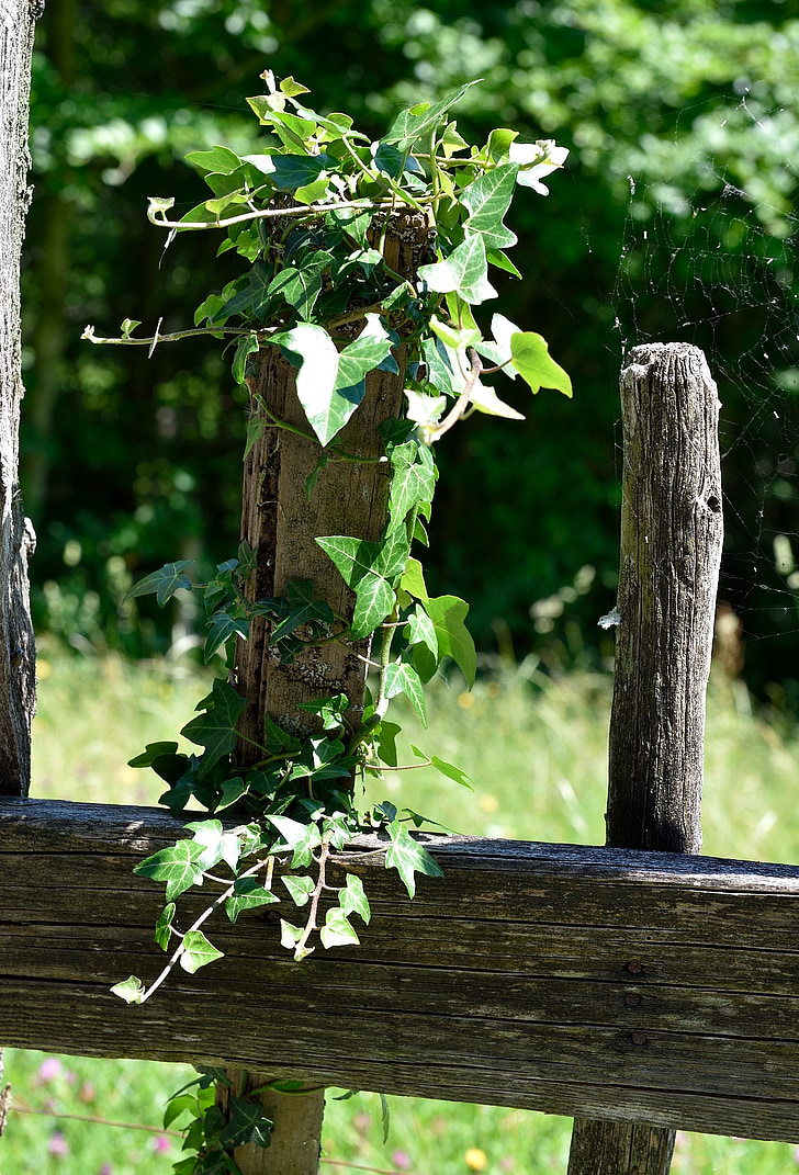 pagar, pagar kayu, banyak ditumbuhi, lama, Ivy, tanaman, alam