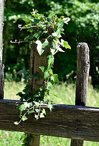 fence, wood fence, overgrown, old, ivy, plant, nature