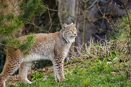 Lynx, Bobcat, voľne žijúcich živočíchov, Predator, Príroda, vonku, divoké