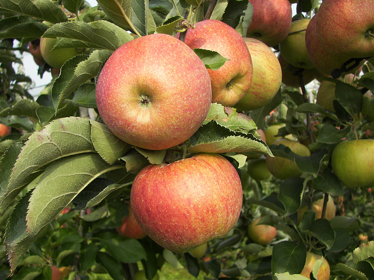 Apple, árbol de manzana, fruta, árbol
