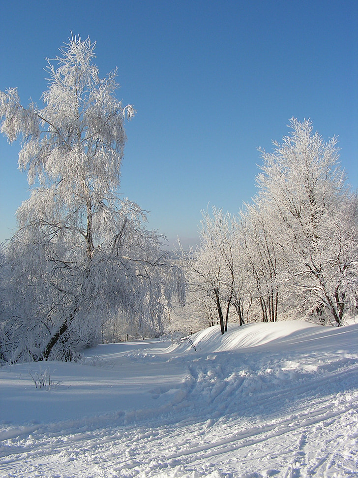 l'hivern, paisatge, arbres, bosc, neu, muntanyes, natura