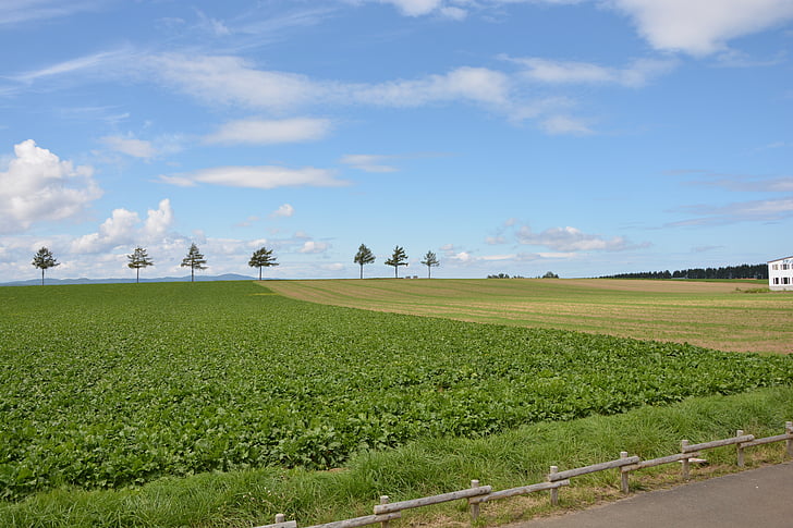 Hokkaido, colina encantada, Prado, céu azul