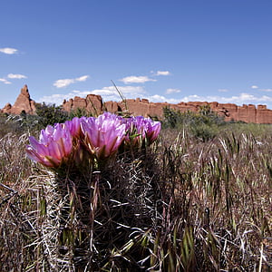 floare, Cactus, Desert, peisaj, natura, munte, cer