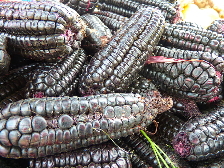 corn, black maize, food, maize variety, cereals