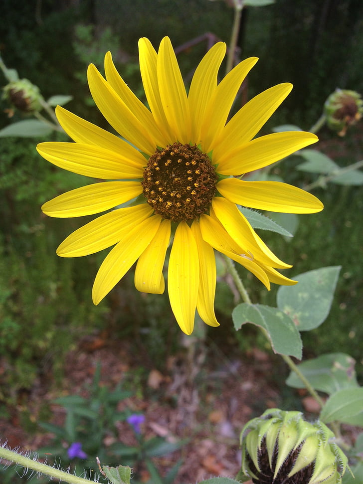 spring, sunflower, yellow