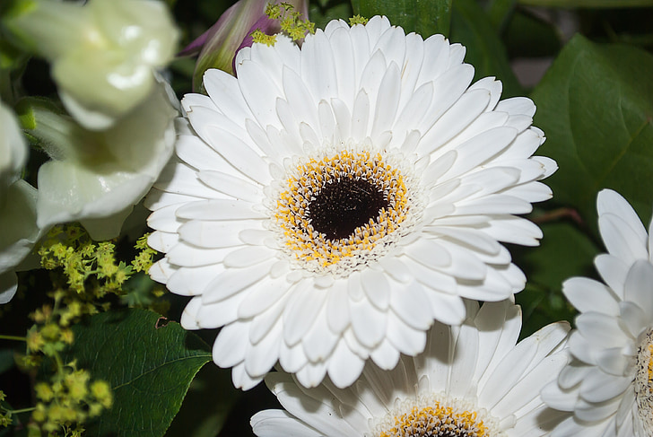 gerbera, flower, white, flowers, nature, summer, daisy