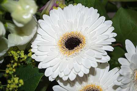 Gerbera, fleur, blanc, fleurs, nature, été, Daisy