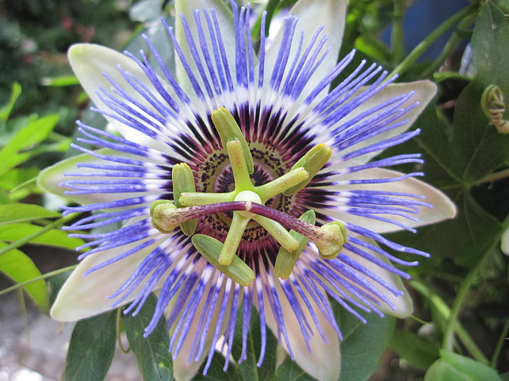 Passion flower, zieds, Bloom, makro, zila, Passiflora, ziedu zila kaislība