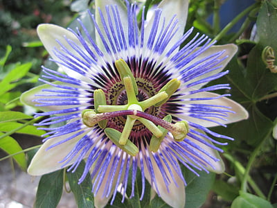 pasiflora, cvijet, cvatu, makronaredbe, plava, Passiflora, Plava strast cvijet