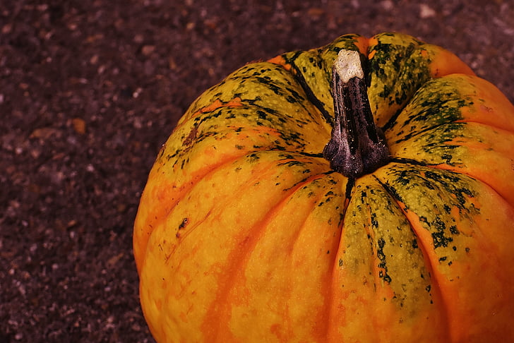 pumpkins, decorative squashes, nature, autumn, decoration, colorful, vegetables