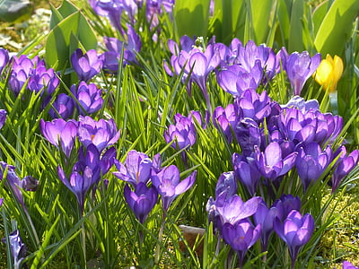 Crocus, amarillo, púrpura, violeta, azul, floración, flor
