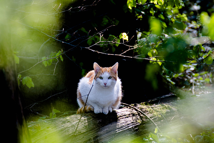 cat, forest, kitten, nature, curious, view, domestic cat
