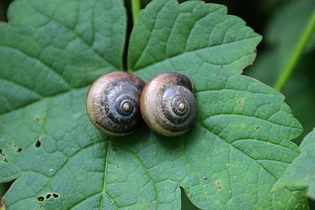 snail, nature, animal, forest, macro
