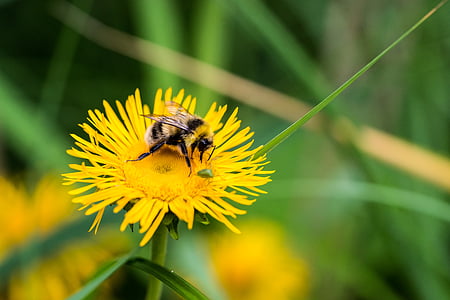 poco profundas, enfoque, Fotografía, amarillo, abeja, flor, Flores Flores