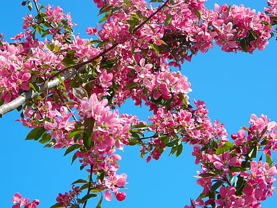ροζ, πράσινο, καφέ, της ημέρας, ουρανός, δέντρο, φύση