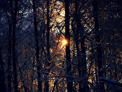 雪, フォレスト, 木, 雪に覆われました。, 自然, 冬の風景, 枝