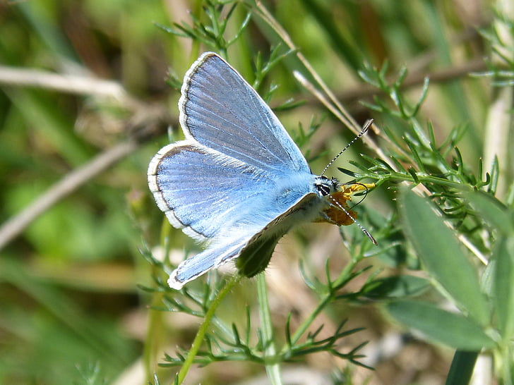 Motyl, niebieski motyl, blaveta farigola, pseudophilotes panoptes, Líbar, jedno zwierzę, owad