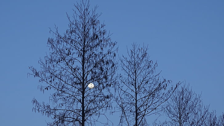 luna, cer, copaci, iarna, silueta, copac, natura