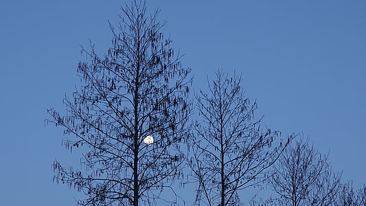 mēness, debesis, koki, ziemas, siluets, koks, daba