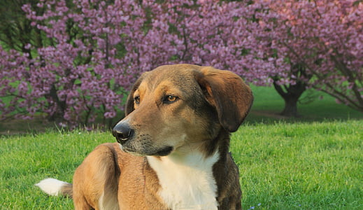 cão, Primavera, híbrido, animal de estimação, natureza, Prado, pétalas