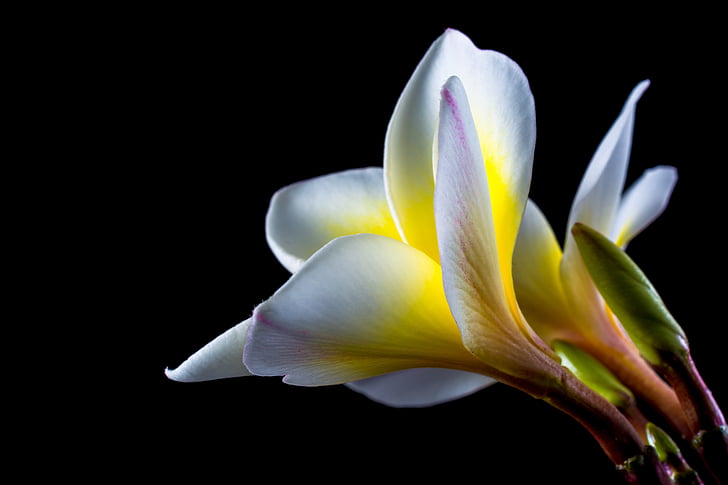 Blossom, Bloom, fleur, blanc, jaune, fleur de frangipanier, Plumeria