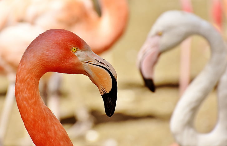 Flamingos, linnud, vee lind, Värviline, loomade, sulestiku, loodus