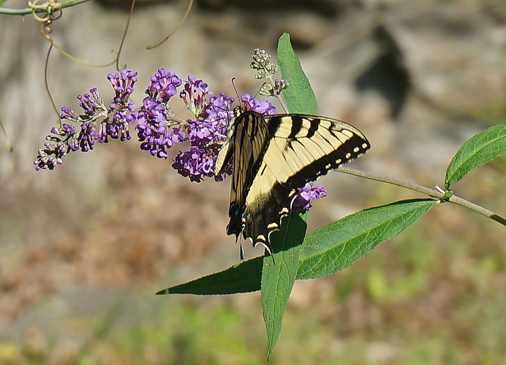 swallowtail do tigre, arbusto de borboleta, borboleta, inseto, animal, flor, flor