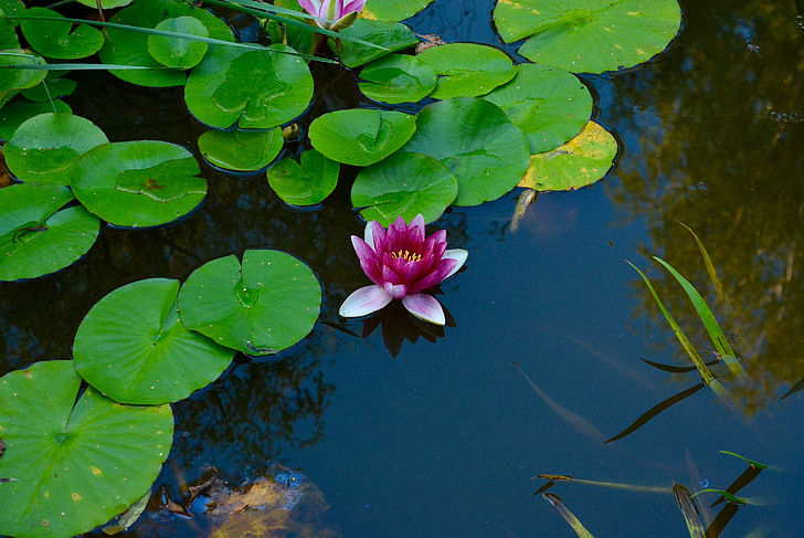 water lily, thực vật thủy sinh, Ao, Blossom, nở hoa