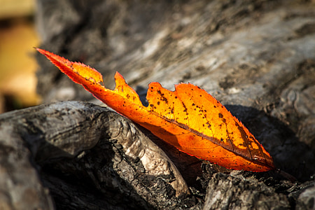 leaf, autumn, wither, golden autumn, fall foliage, leaves, golden