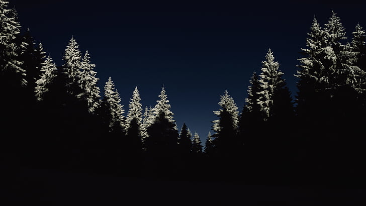 koude, donker, bos, natuur, nacht, silhouet, sneeuw