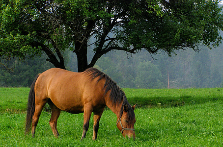 el caballo, naturaleza, Bieszczady