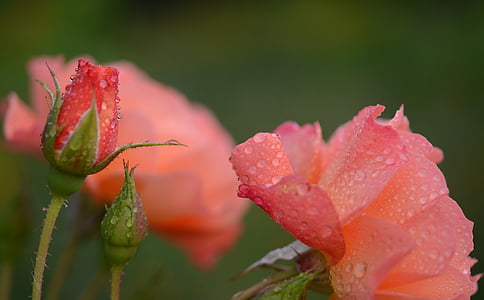 τριαντάφυλλο, πορτοκαλί, λουλούδι, φύση, floral, ροζ, Κήπος