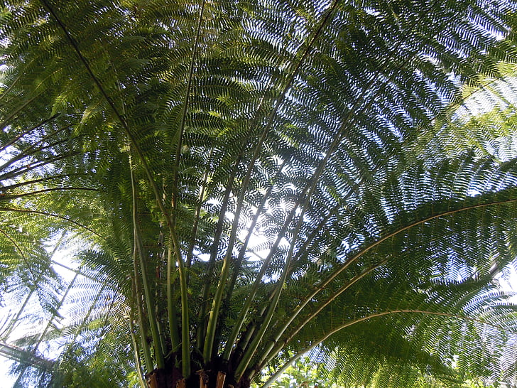 palm fronds, palm, fern