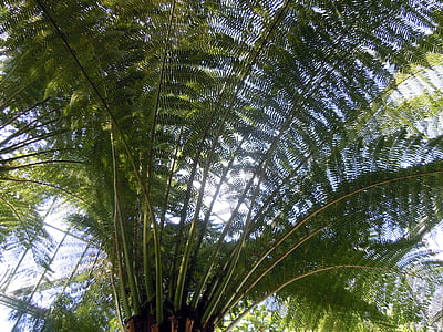 palmové listy, dlaně, kapradina