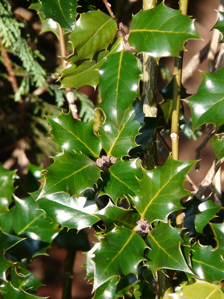 Európai, Holly, levelek, Ilex, aquifolium, közös, tüskés