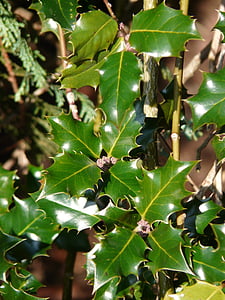Europeu, Holly, folhas, Ilex, aquifolium, comum, Proechimys