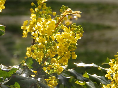 Anläggningen, Mahonia, blomma, våren, gul, i solen