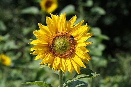 macro, shot, sunflower, flower, plant, yellow, fragility