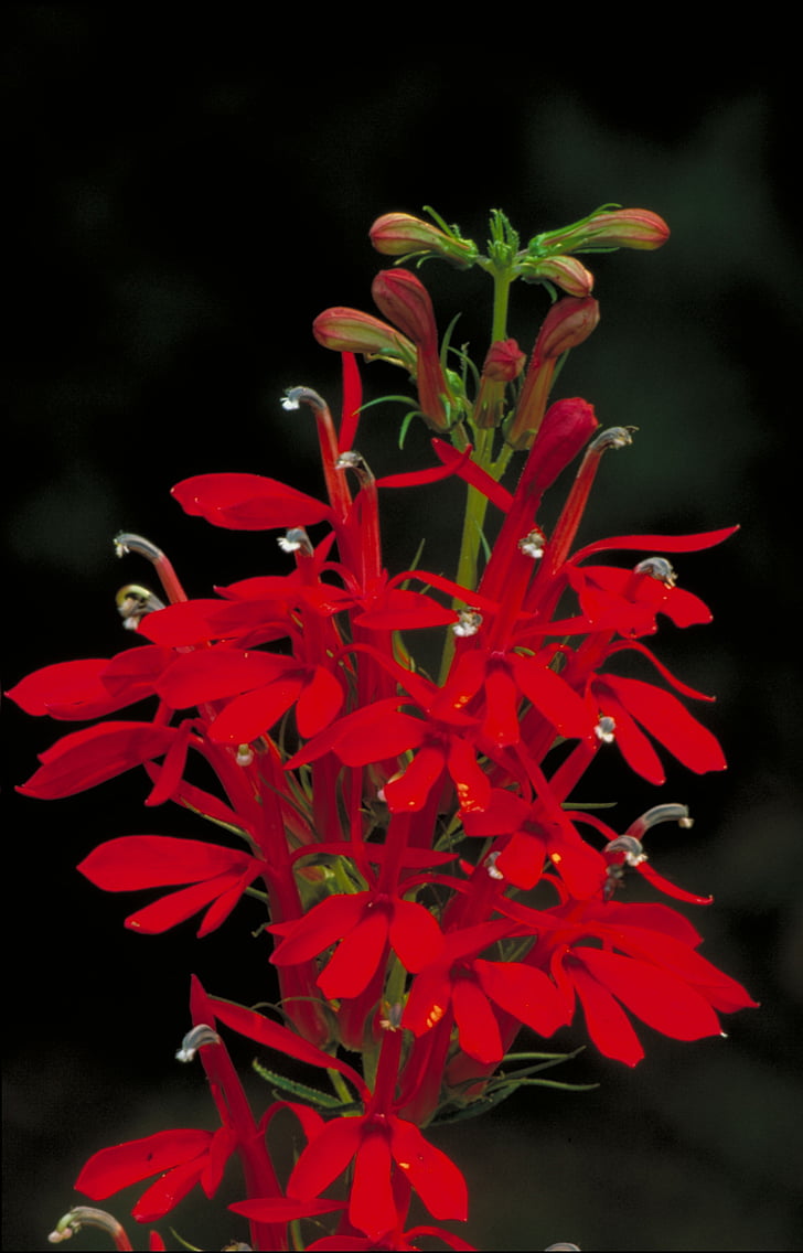 flor de cardenal, flor, hermosa, planta, tallo, pétalos de, floración
